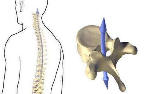 Como funciona a columna vertebral